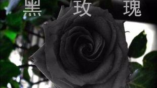 黑玫瑰在线观看,暗夜绽放的秘密 第1张 黑玫瑰在线观看,暗夜绽放的秘密 第1张